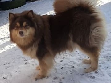 Tia
