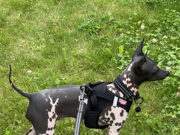 Kennel Atrichos