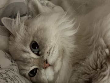SE*Lilla Kattmakeriet
