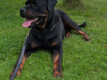 Kennel Lexander's