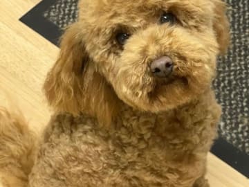 Teddy