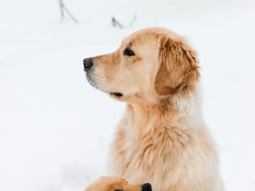 Skåneretrievers