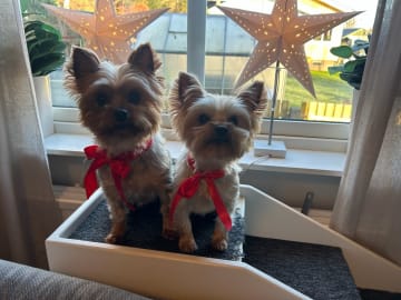 Mount Yorkie
