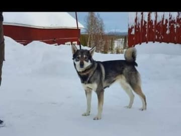 Eldsjöns Kennel