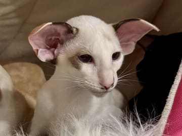 NO*Zamaradi Cattery