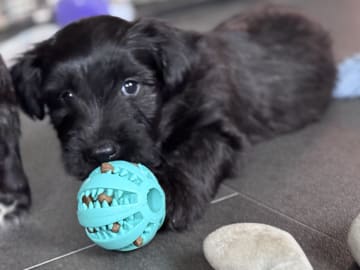 Kennel Fairsky’s