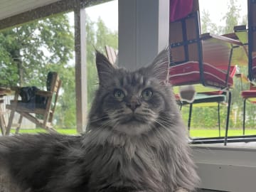 SE*Lilla Kattmakeriet