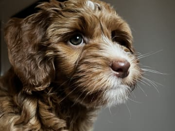 Coast Labradoodle