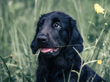 Puppy