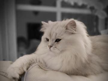 SE*Lilla Kattmakeriet