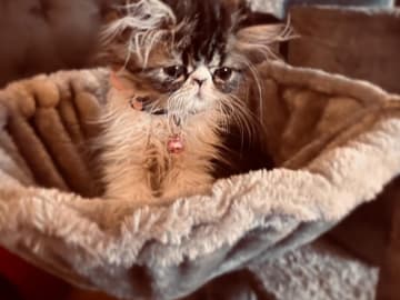 Crazy catlady