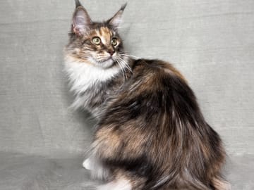 SE*Lilla Kattmakeriet