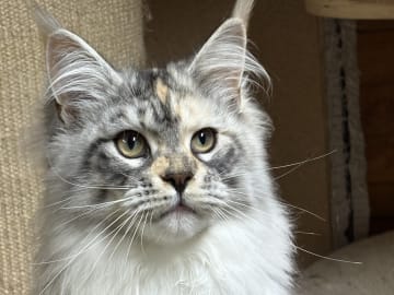 S*Acoonitum’s Elysande MoonFlare