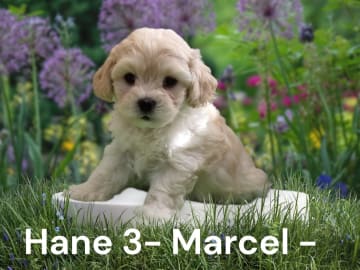 Marcel