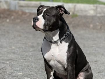 Patrick Nielsen Amstaff