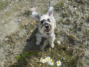 Encalnas' Kennel