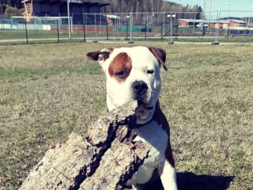 Patrick Nielsen Amstaff