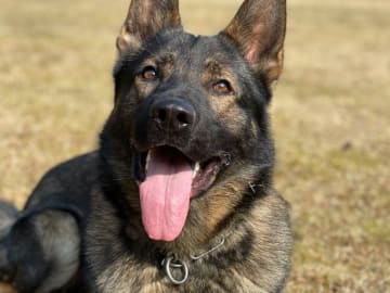 Kennel Snibor Anzi