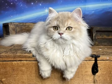 SE*Lilla Kattmakeriet