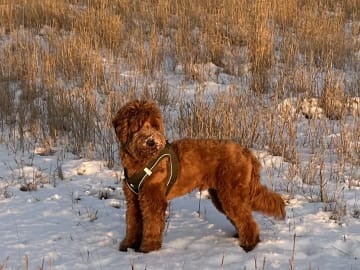 Coast Labradoodle