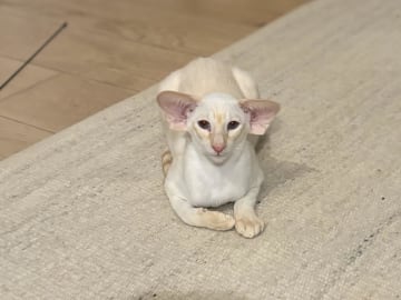 NO*Zamaradi Cattery
