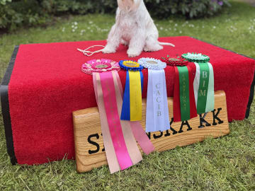 Snowie Shine’s Kennel