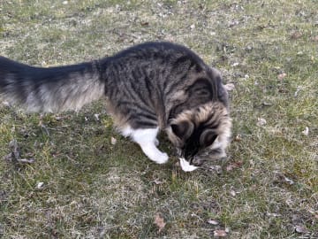 Lodahlshjem’s Bamse