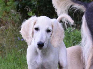 Ojmanako’s Leo