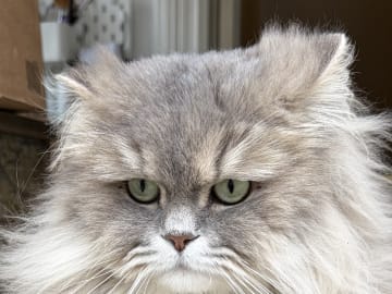 SE*Lilla Kattmakeriet
