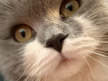 Solbritt