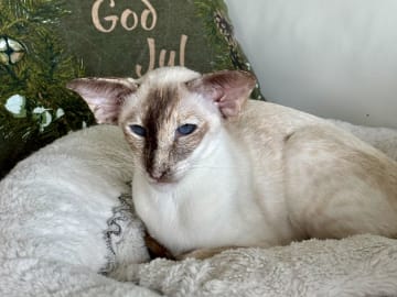 NO*Zamaradi Cattery