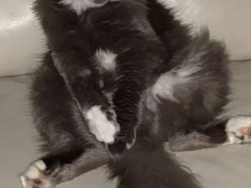 SE*Lilla Kattmakeriet