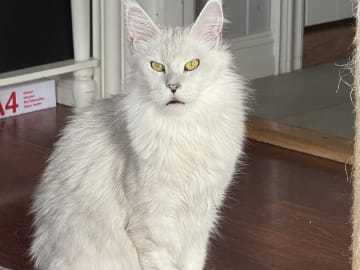 NO*Pusekatten
