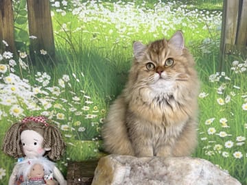 SE*Lilla Kattmakeriet