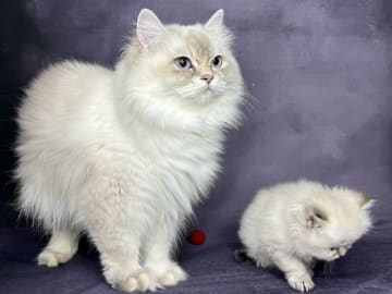 SE*Lilla Kattmakeriet