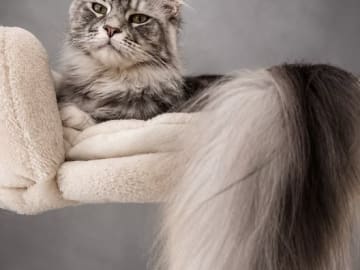 JCH, KCH SE*Power Tail's Princess Aurora