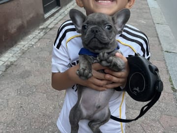 Fransk bulldogg · Norrköping · Emiras frallor