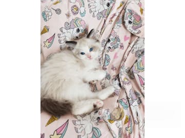Ragdoll · Rörvik · SE*Silverkissen