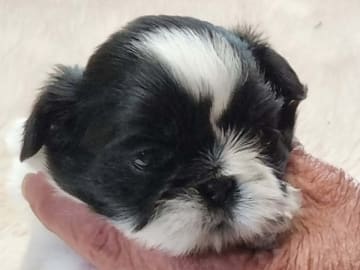 Shih tzu · Stillingsön · Shou-Lao's