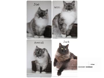 Siberian Forest · Forsa · S*Vänorten's