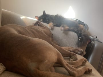 Pitbull/bully · Hisings Backa · Gabriella B.