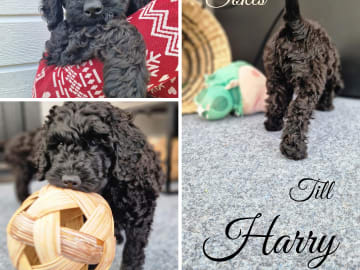 Labradoodle/ Doubledoodle · Borås · Smith Labradoodles