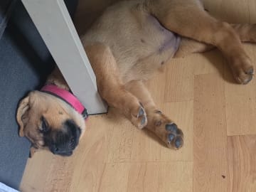 American Akita/Rottweiler · Edane · Inget