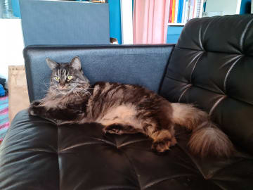 Maine Coon · Vallentuna · Ulrika D.