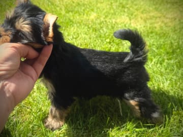 Yorkshireterrier · Årjäng · Bokellas