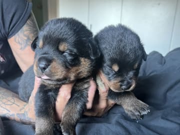 Rottweiler/American Bully XL · Gärsnäs · Helena