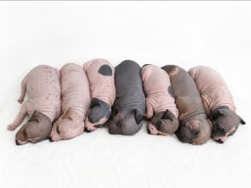 American hairless terrier · Nyråd · christina B.