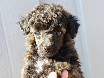 Hjortkvarns Cavapoo