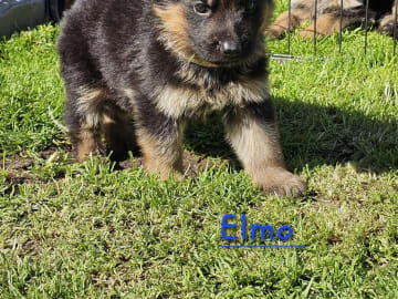 Tysk Schäferhund · Orkanger · Theahagen