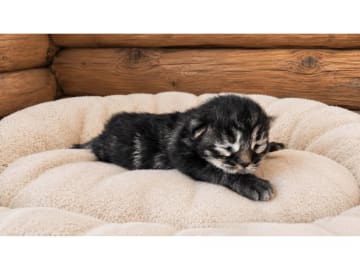 Sibirisk katt · Hofors · SE*Fazette's